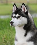 Siberian Husky 9Y570D-006